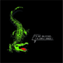 tee shirt GATOR