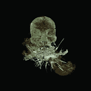 tee shirt Skull